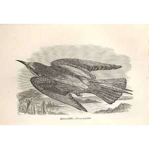  Bee Eater 1862 WoodS Natural History Bird Engraving