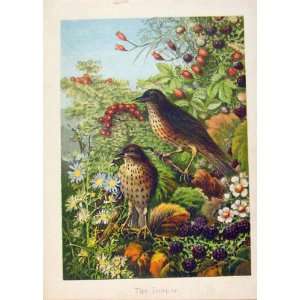   Illustrated London Almanack Thrush Birds Rare Colour