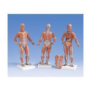  1/4 Life Size Muscle Figure 2 Part