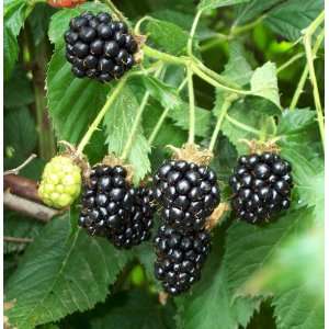  9GreenBox   Natchez Thornless Blackberry Fruit Plant Gift 