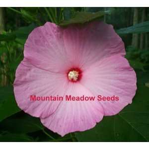  SOUTHERN BELL HIBISCUS 25 SEEDS Patio, Lawn & Garden