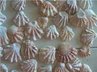200 KITTENS PAW seashells CATS PAW SHELLS Marco Island  