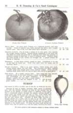 1936 Berrys Seed Farm Catalog
