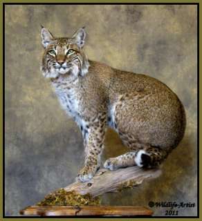 Bobcat Taxidermy NEW Mount Fur Hunting Cabin Wildlife Artist  
