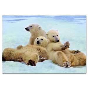  Educa Borras 500 piece Polar Bears Puzzle: Toys & Games