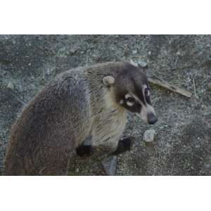  Coati Taxidermy Photo Reference CD: Sports & Outdoors