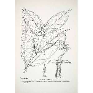  1906 Lithograph Alafia Parciflora Liberia Africa Plant Diagram 