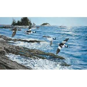 Ron Van Gilder   Along the Coast   Buffleheads 1987 Maine Duck Stamp 