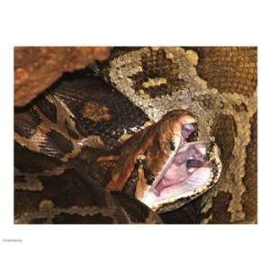  Burmese Python 10.00 x 8.00 Poster Print