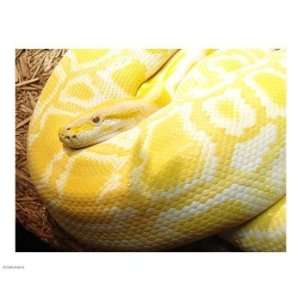  Albino Burmese Python 10.00 x 8.00 Poster Print