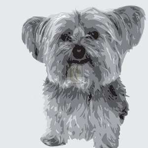  Emily Burrowes   Yorkie: Home & Kitchen