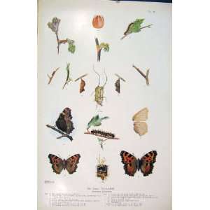  Insect Life Cycle Butterfly Large Tortoiseshell Worm: Home 