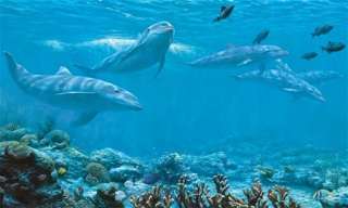 New XL DOLPHINS WALLPAPER MURAL Ocean Wall Murals Dolphin Decor 