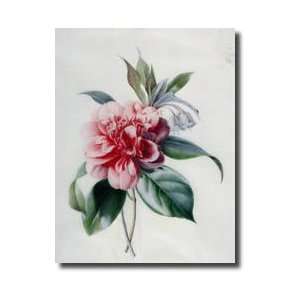  Camellia Giclee Print