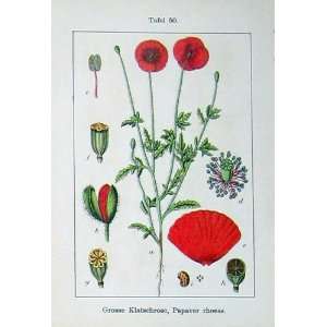  Flowers Sturms 1902 Papaver Rhoeas Fumaria Capreolata 