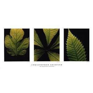  Beckett Griffith Leaf Plates 40x19 Poster Print: Home 