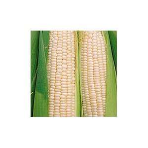  Stowells Sweet Corn: Patio, Lawn & Garden