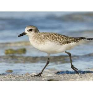  Closeup of a Black Bellied Plover, Sanibel Island, Florida 