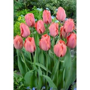  Tulip   Triumph   Palestrina: Patio, Lawn & Garden