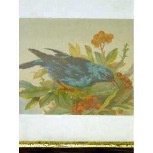  Blue Bird with Berries Vintage Print: Home & Kitchen