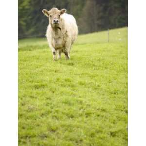  Shaggy Cow Standing in Beautiful Green Pasture 