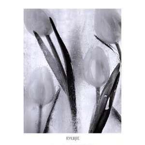  Ryuijie Tulips on Ice 22.00 x 28.00 Poster Print