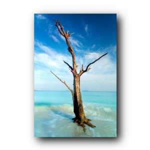  Tree In Ocean Beach Cinnamon Bay Tree Poster Pas0023 A 