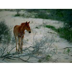  A Wild Pony on the Beach at Chincoteague Island Premium 