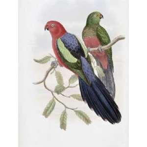  Yellow Winged King Parrot by John Gould 16.50X22.00. Art 