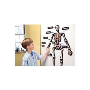   On 3D Magnets Skeletal System By Educational Insights: Toys & Games
