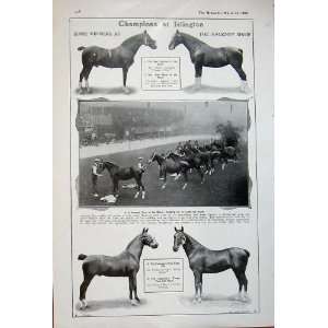  1908 Sandown Horse Racing Sport Islington Show Hackney 