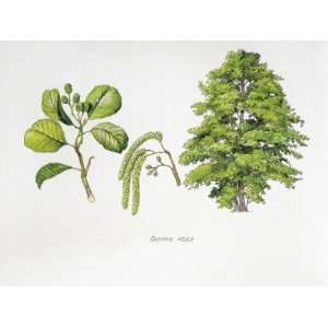  Common Alder (Alnus Glutinosa), Illustration Photographic 
