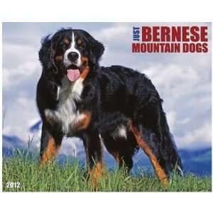   ) Bernese Mountain Dogs 2012 Wall Calendar By Willow Creek Press