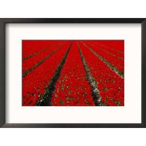  Red Tulip Field in Lisse, Amsterdam, North Holland 