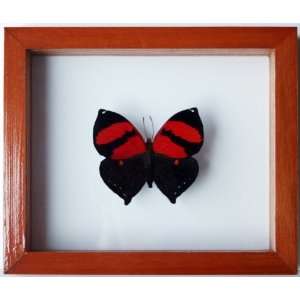  Framed Red Heart Butterfly Marthesia in Brown Wood Display 