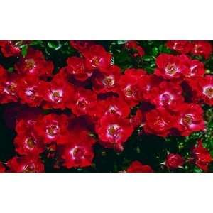   own root) (Rosa Miniature)   Bare Root Rose Patio, Lawn & Garden