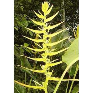  10 Beautiful Heliconia Lingulata Tropical House plant 