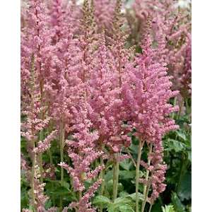  Astilbe   Visions in Pink Patio, Lawn & Garden