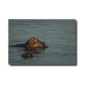  Hippos Zambezi River Zambia Giclee Print