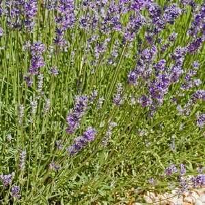  : Lavender Sage Type home fragrance oil 15ml: Health & Personal Care