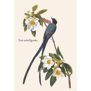   printed on 20 x 30 stock. Fork Tailed Flycatcher: Home & Kitchen