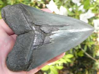 Megalodon Shark Tooth Teeth Fossil WHALE FILLETER !!  