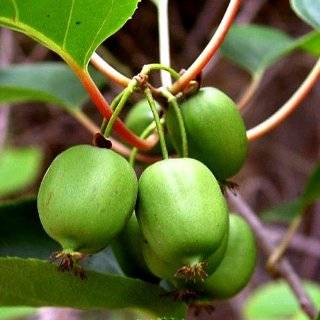 Issai Kiwi Vine   Hardy   Self Fruitful   Easy to Grow