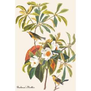 Bachmans Warbler   Poster by John James Audubon (12x18 