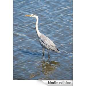 Heron   Animal Kingdom App Book Shop  Kindle Store