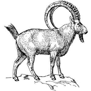   6 inch x 4 inch Greeting Card Line Drawing Ibex: Home & Kitchen