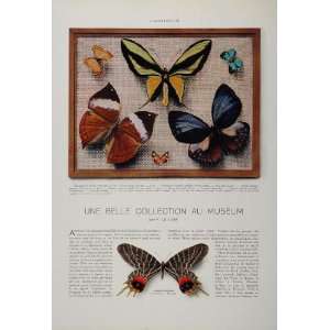  1933 Butterflies Butterfly Lepidoptera Color Print RARE 