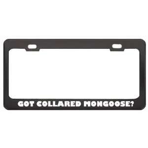 Got Collared Mongoose? Animals Pets Black Metal License Plate Frame 