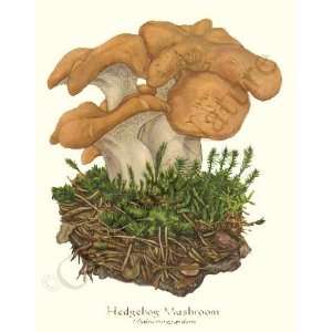  Botanical Mushroom Print Hedgehog Mushroom   Hydnum 