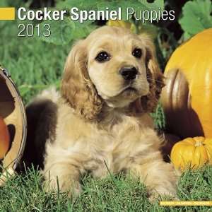   Cocker Spaniel Puppies 2013 Wall Calendar 12 X 12 Office Products
